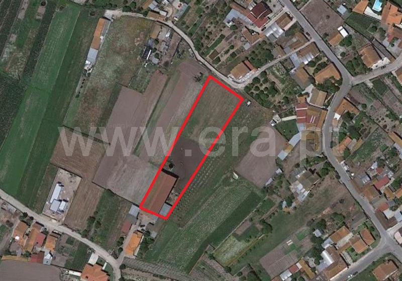 Terreno / Mira, Cabeças Verdes