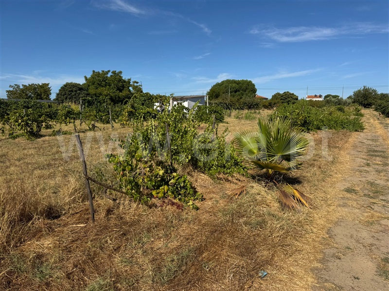 Terreno Misto  Abrantes, Cabrito - 1505287 - 3