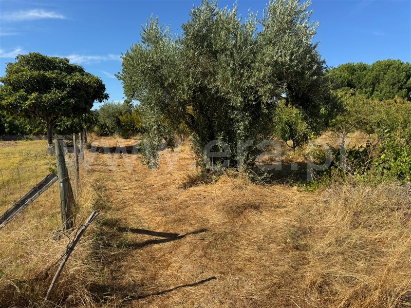 Terreno Misto  Abrantes, Cabrito - 1505287 - 4