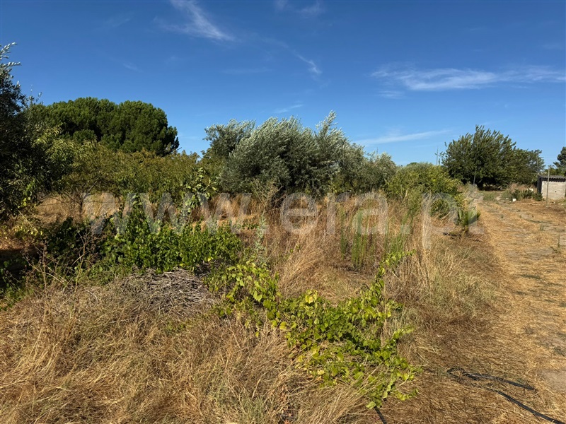 Terreno Misto  Abrantes, Cabrito - 1505287 - 5