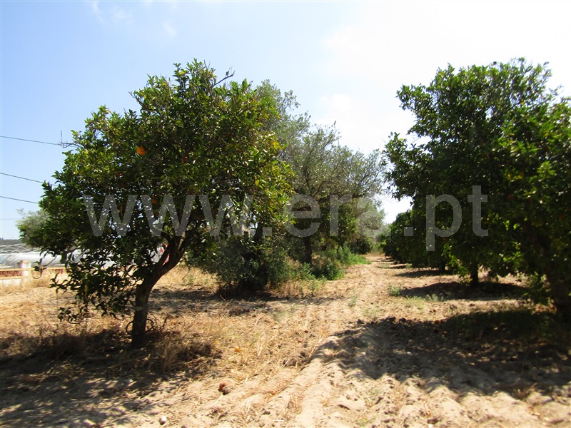 Terreno Misto  Abrantes, Casa Branca - 1261682 - 9