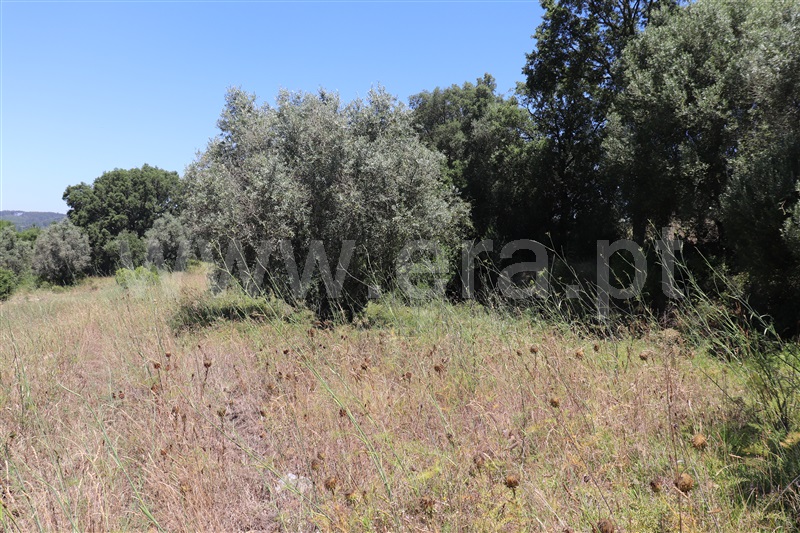 Terreno  Abrantes, Martinchel - 1416066 - 3