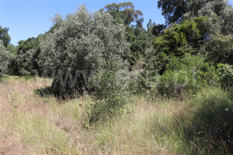 Terreno  Abrantes, Martinchel - 1416066 - 4