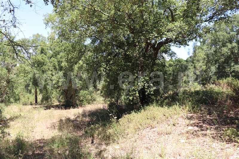 Terreno  Abrantes, Martinchel - 1416066 - 6