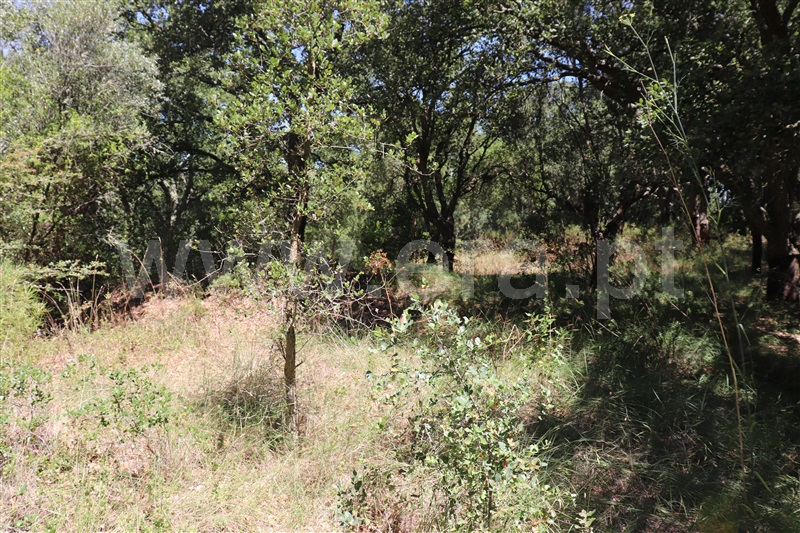 Terreno  Abrantes, Martinchel - 1416066 - 8