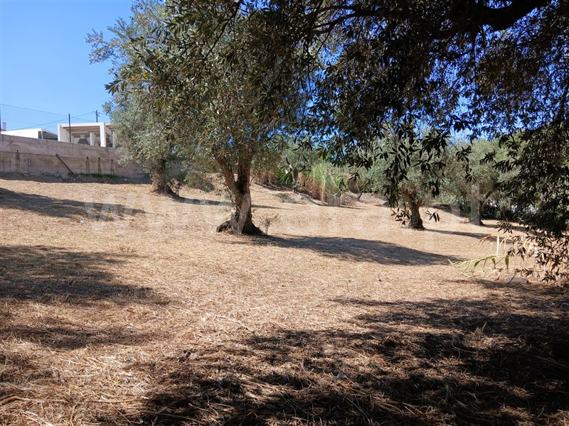 Terreno Misto  Abrantes, Pego - 1476777 - 1