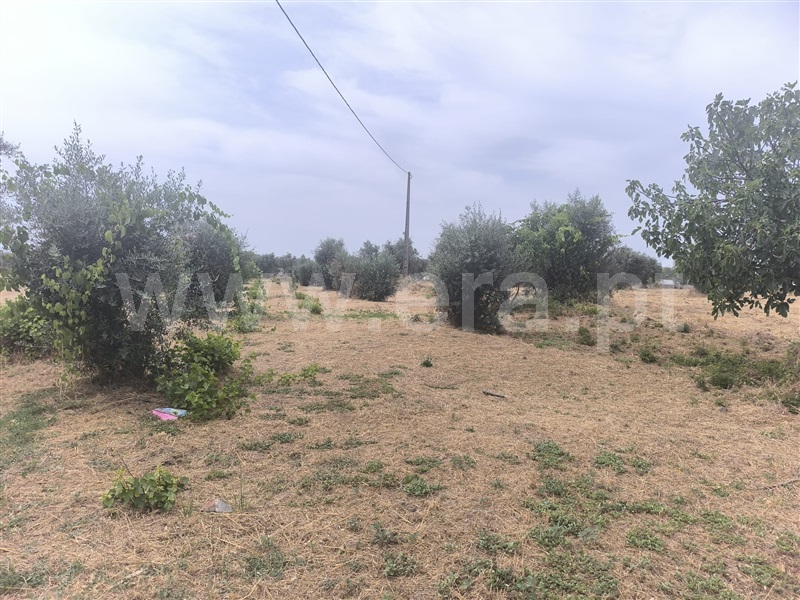 Terreno Misto  Abrantes, Pego - 1478861 - 5
