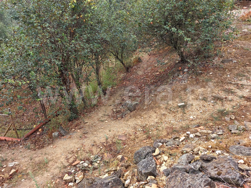 Terreno com ruina  Abrantes, Souto - 1432975 - 5