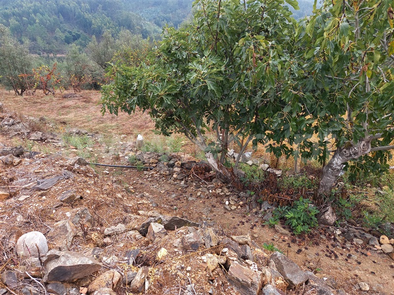 Terreno com ruina  Abrantes, Souto - 1432975 - 6