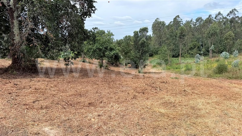 Terreno Misto / Águeda, Trofa, Segadães e Lamas do Vouga
