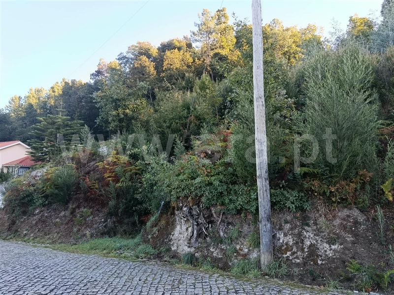 Terreno Misto / Amarante, Ansiães