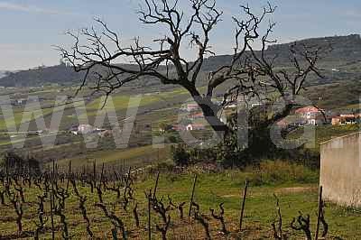Terreno Misto  Arruda dos Vinhos - 1411316 - 2