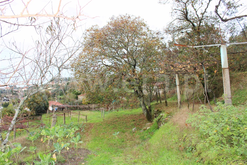Terreno Misto / Barcelos, Aborim