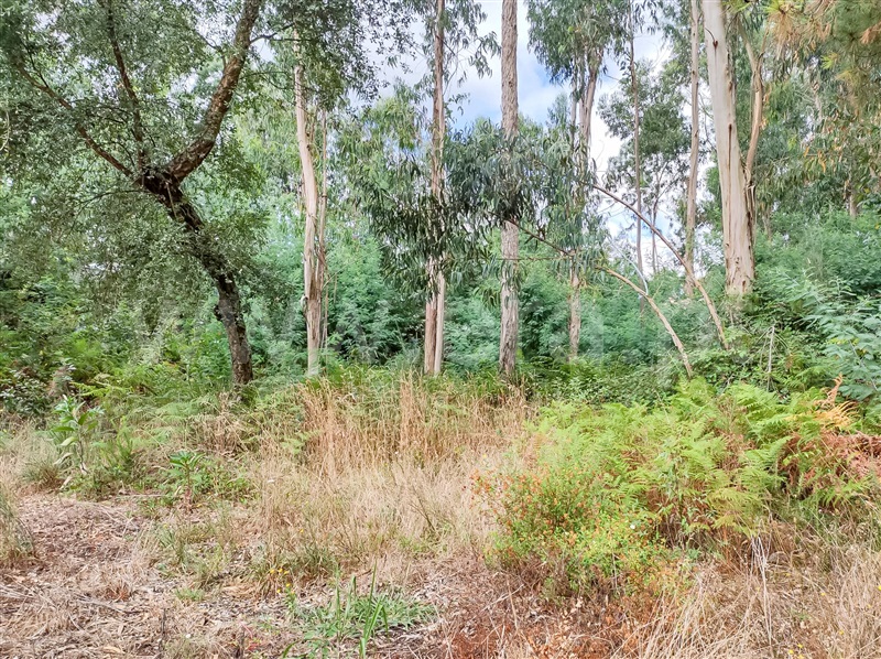Terreno Misto  Barcelos, Aldreu - 1488654 - 2