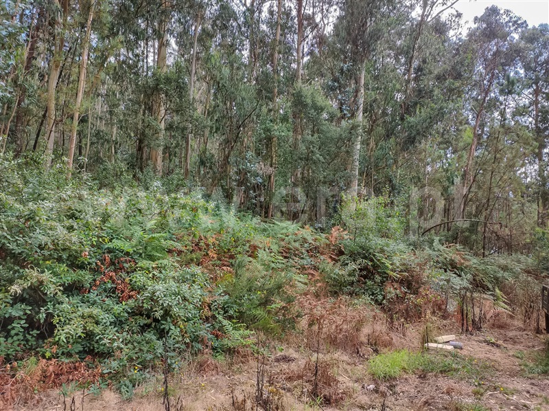 Terreno Misto  Barcelos, Aldreu - 1488654 - 4