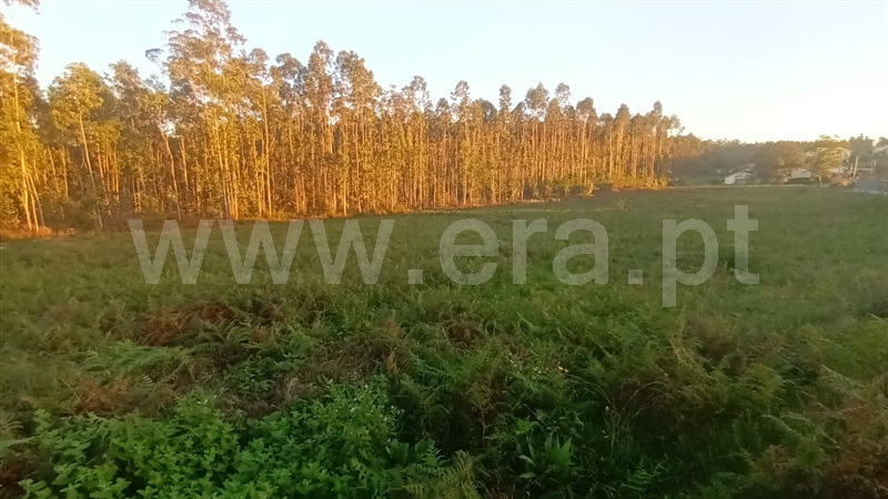 Terreno Misto  Barcelos, Alheira e Igreja Nova - 1444511 - 4