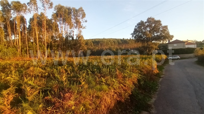 Terreno Misto  Barcelos, Alheira e Igreja Nova - 1444511 - 8