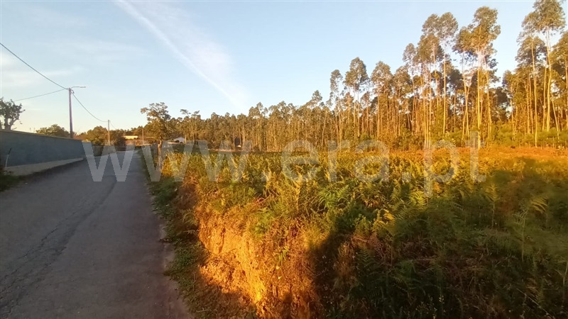 Terreno Misto  Barcelos, Alheira e Igreja Nova - 1444511 - 9
