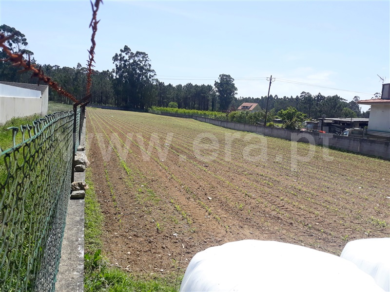 Terreno Misto / Barcelos, Barqueiros