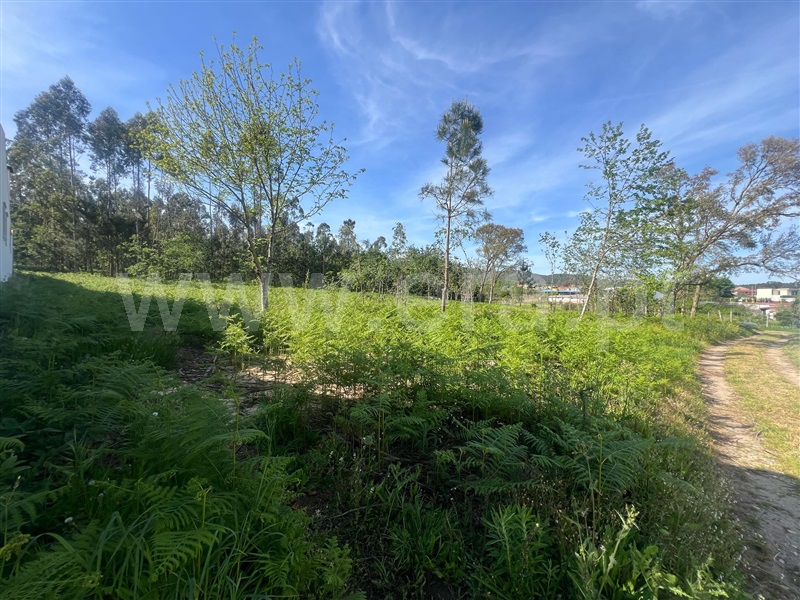 Terreno Misto  Barcelos, Campo e Tamel (São Pedro Fins) - 1478156 - 3