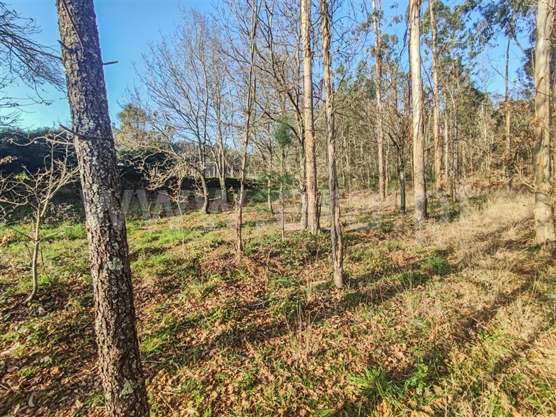 Terreno Misto  Barcelos, Cossourado - 1376980 - 4
