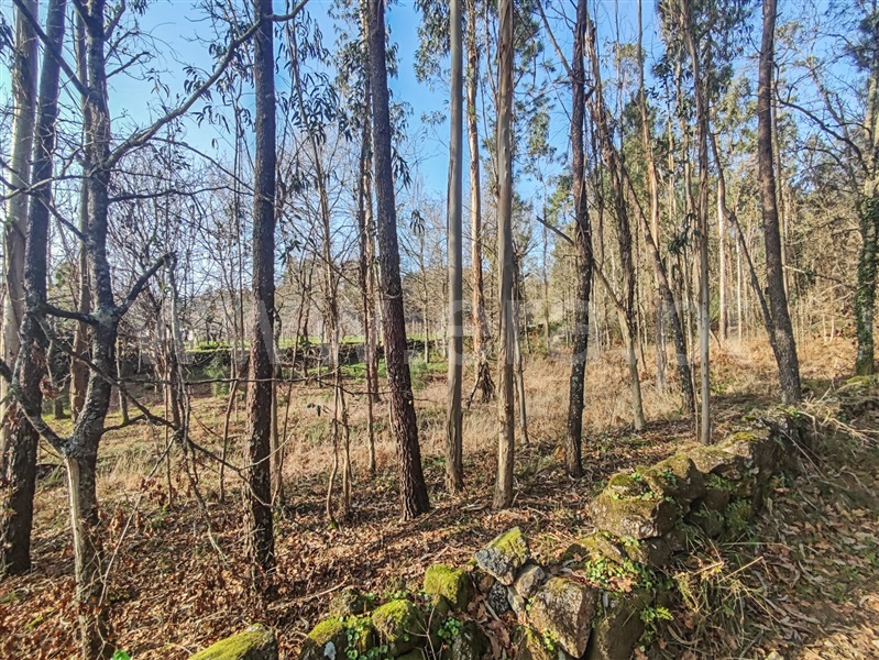 Terreno Misto  Barcelos, Cossourado - 1376980 - 6
