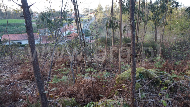 Terreno Misto  Barcelos, Fragoso - 1313690 - 3
