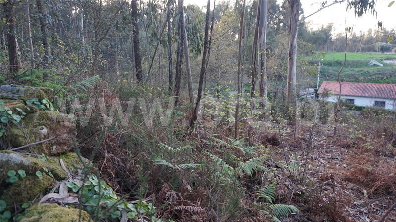 Terreno Misto  Barcelos, Fragoso - 1313690 - 4