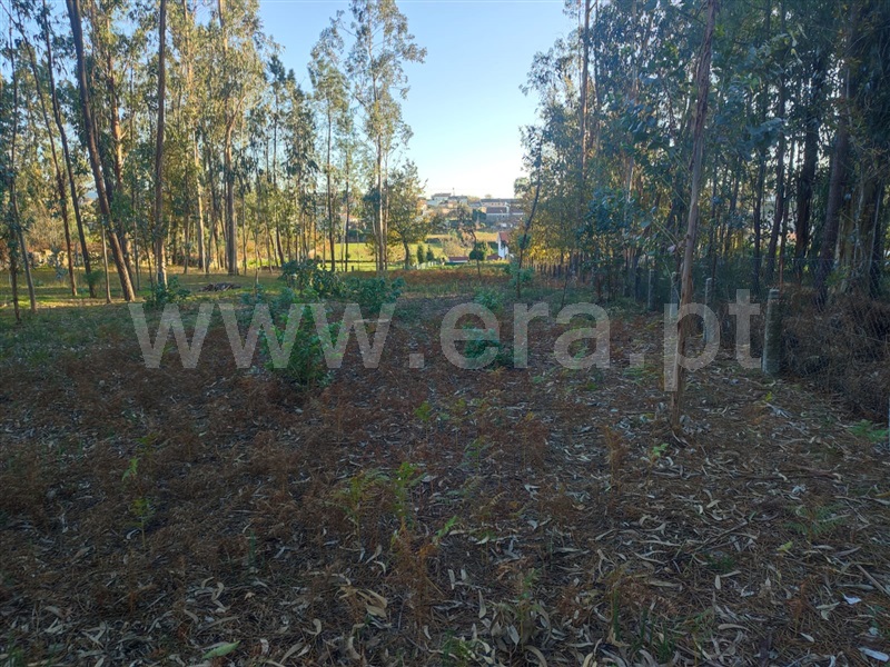 Terreno Misto  Barcelos, Galegos (Santa Maria) - 1457664 - 8