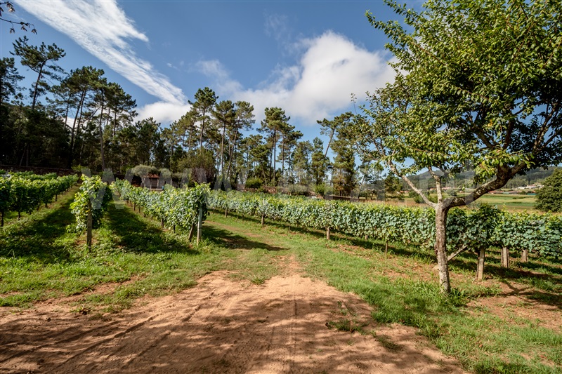 Terreno Misto / Barcelos, Milhazes, Vilar de Figos e Faria