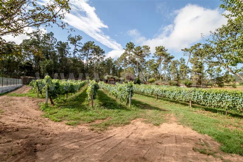 Terreno Misto  Barcelos, Milhazes, Vilar de Figos e Faria - 1419095 - 9