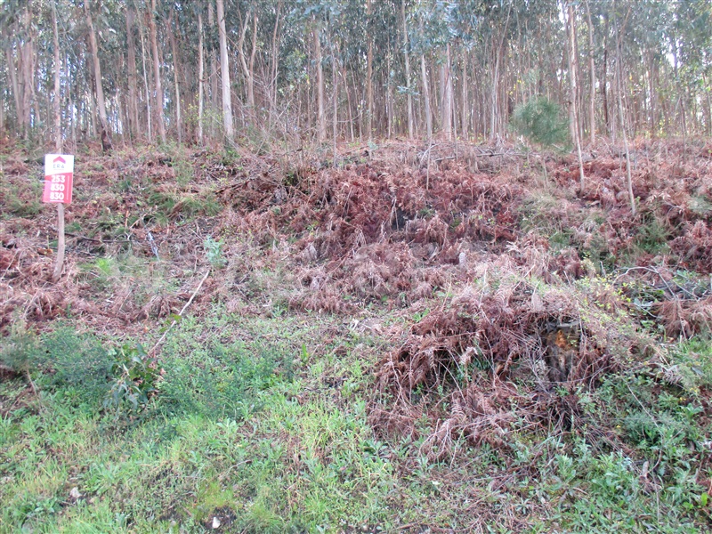 Terreno Misto  Barcelos, Moure - 1083363 - 3