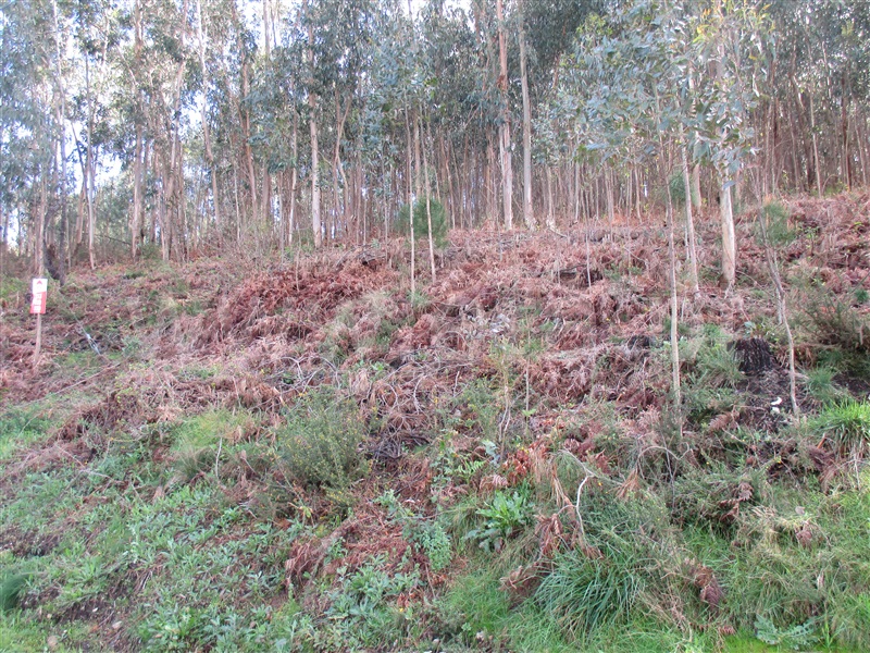 Terreno Misto  Barcelos, Moure - 1083363 - 4