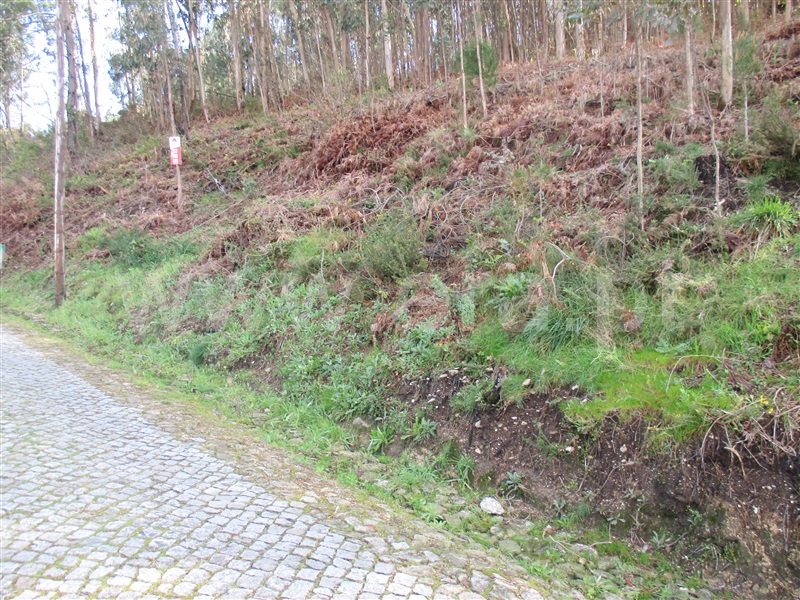 Terreno Misto / Barcelos, Moure