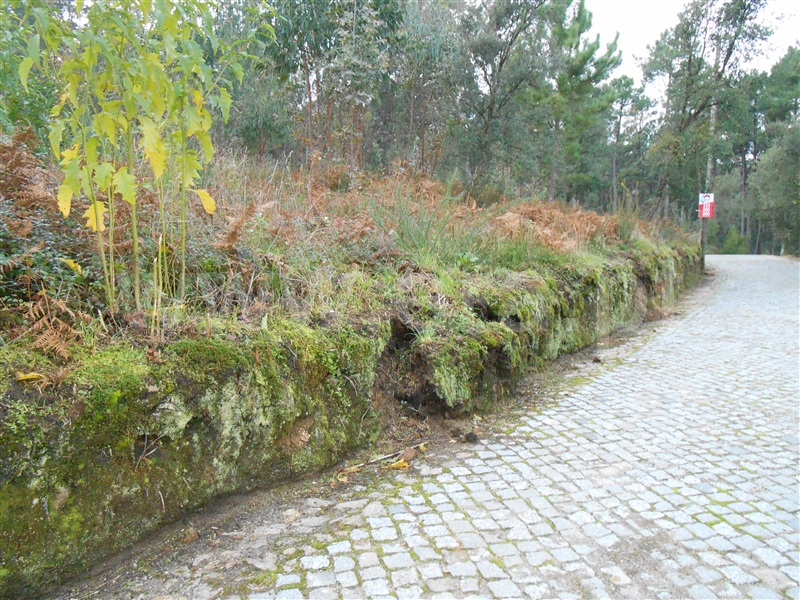 Terreno Misto  Barcelos, Palme - 1059105 - 6