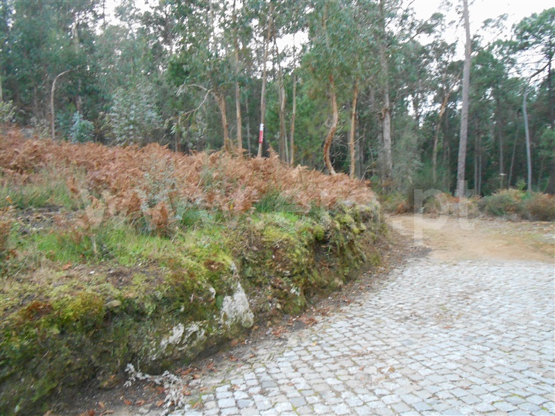 Terreno Misto / Barcelos, Palme