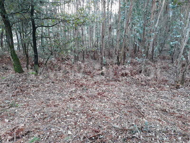 Terreno Misto  Barcelos, Viatodos, Grimancelos, Minhotães e Monte de Fralães - 1148057 - 3