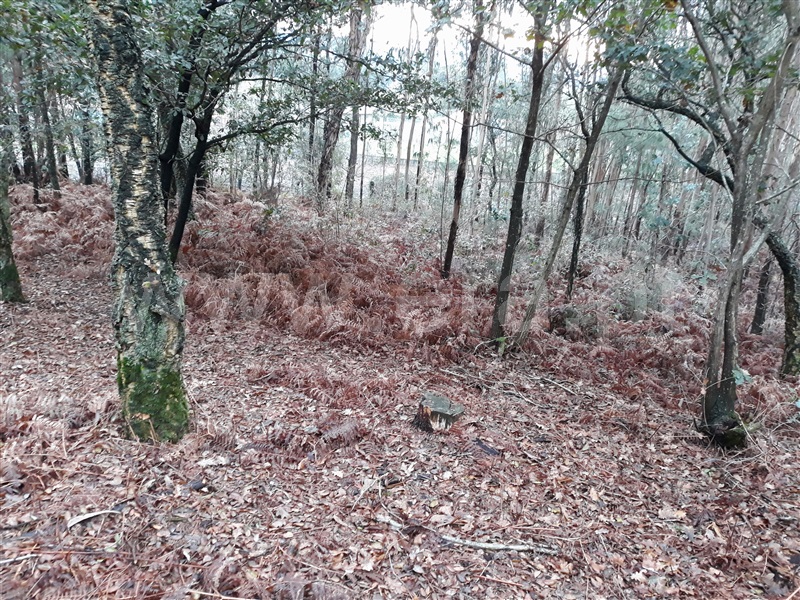 Terreno Misto  Barcelos, Viatodos, Grimancelos, Minhotães e Monte de Fralães - 1148057 - 4