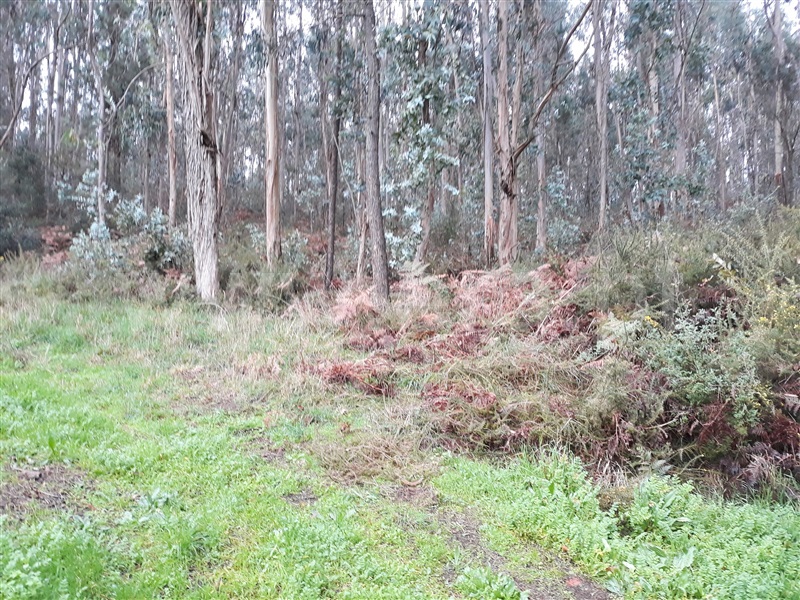 Terreno Misto  Barcelos, Viatodos, Grimancelos, Minhotães e Monte de Fralães - 1148057 - 5
