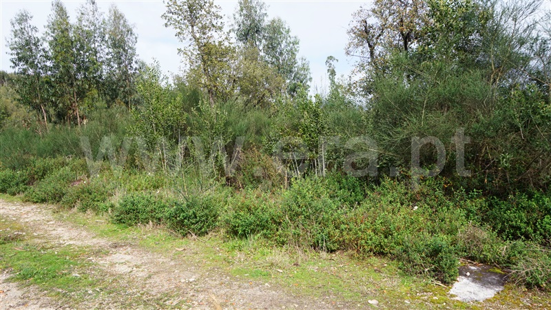 Terreno Misto  Barcelos, Vila Cova e Feitos - 1237575 - 4