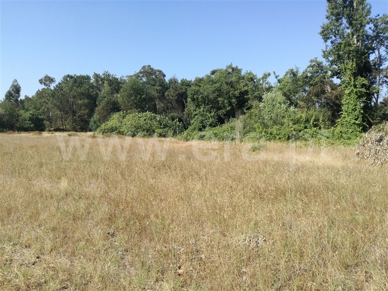Terreno Misto  Cantanhede, Lagoa Negra - 1034705 - 2