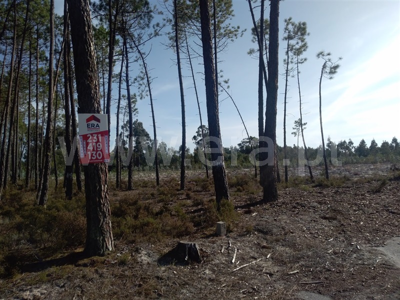 Terreno Misto / Cantanhede, Lagoa Negra