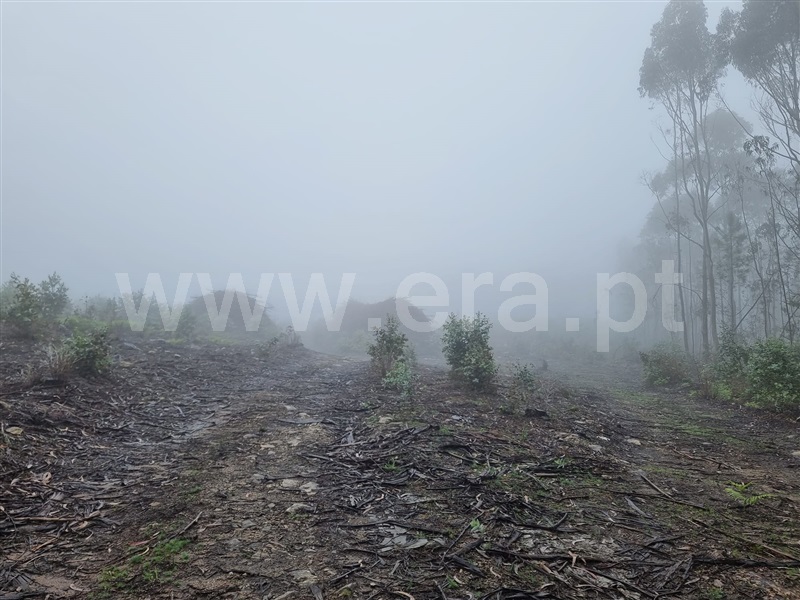 Terreno Misto  Esposende, Vila Chã - 1478534 - 5