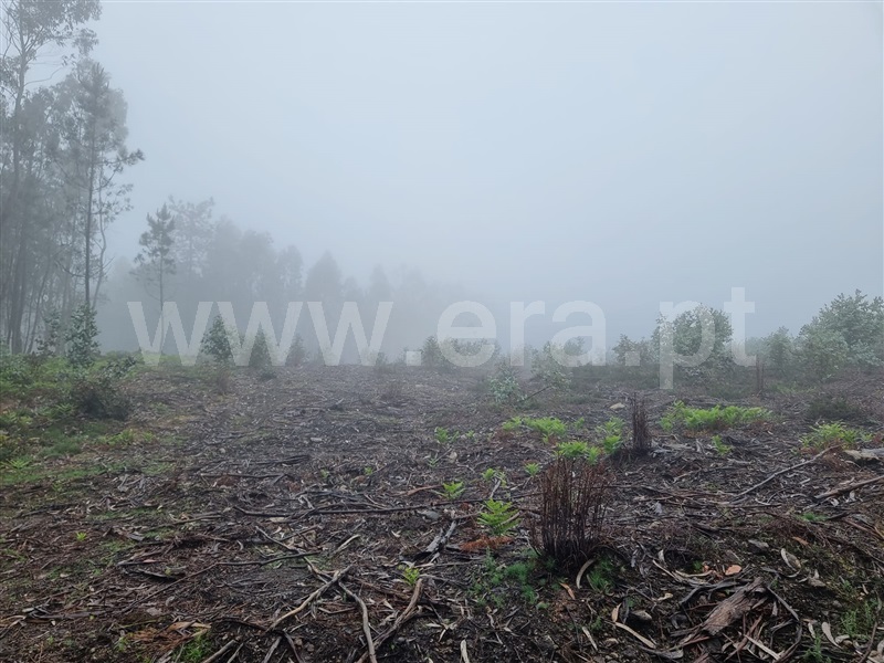 Terreno Misto  Esposende, Vila Chã - 1478534 - 7