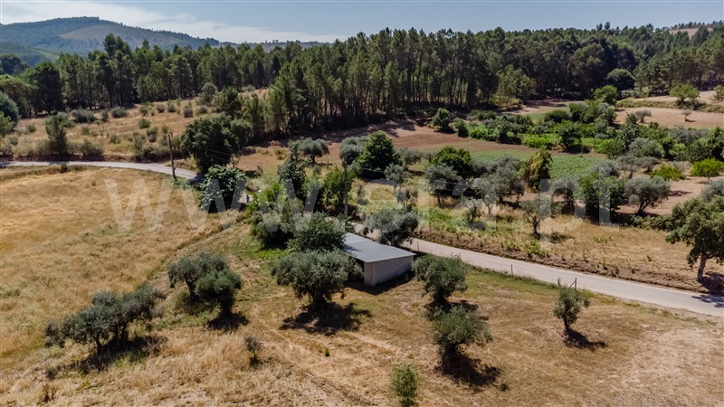 Terreno Misto / Fundão, Enxames