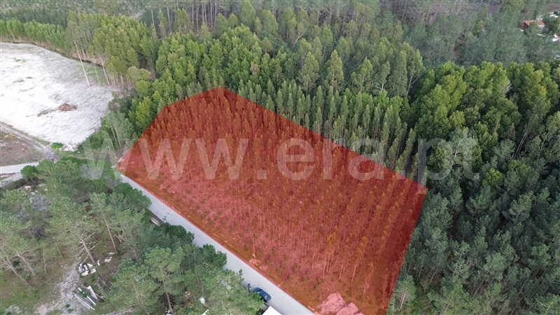 Terreno Misto / Marinha Grande, Moita