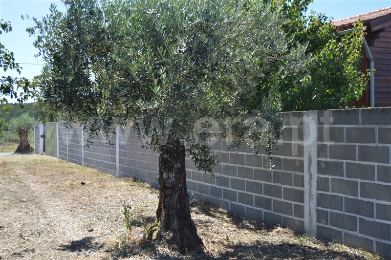Terreno Misto  Rio Maior, Fráguas - 1361670 - 2