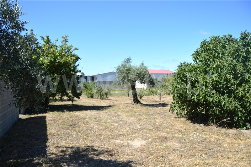 Terreno Misto  Rio Maior, Fráguas - 1361670 - 4
