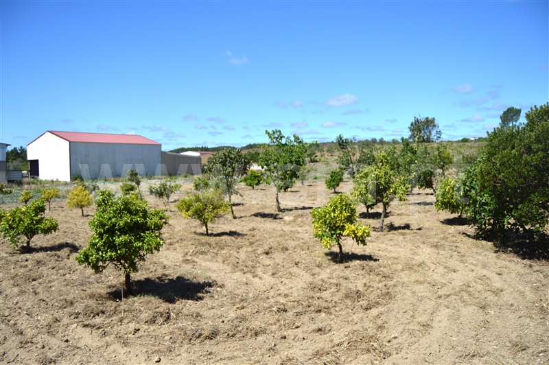 Terreno Misto  Rio Maior, Fráguas - 1361670 - 5