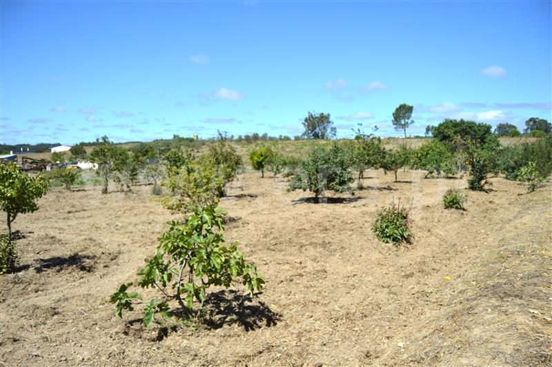 Terreno Misto  Rio Maior, Fráguas - 1361670 - 6